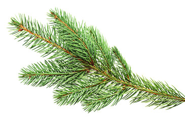 fir closeup
