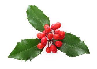 Holly leaves and berries isolated.