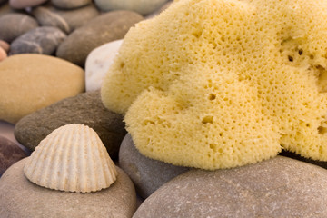 Natural sea sponge on pebbles close up