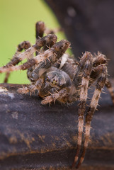 spider-crusader on ograde on a green background