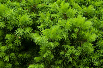 green prickly bush with the drops of dew as a background