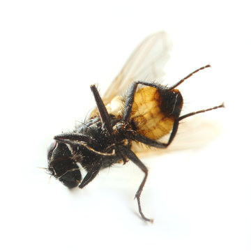 Macro shot of a dead fly isolated over white