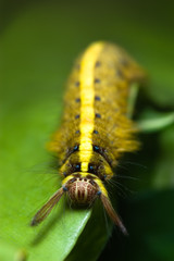 caterpillar