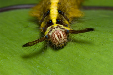 caterpillar