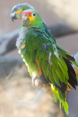 Green parrot perching on branch