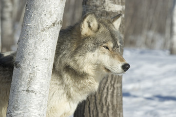 Gray wolf staring at prey from between trees in forest