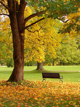 Fototapeta City park in autumn