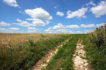 Fototapeta na wymiar Rural road and fields of corn in Poland countryside