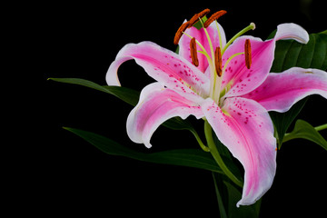 the lily flower in front of black background