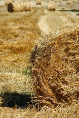Rolled straw after harvesting - wheat field