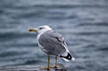 seagull. Close-up