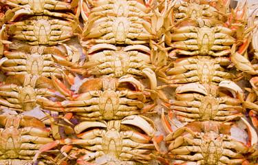 Rows of fresh dungeness crabs on ice in a seafood market