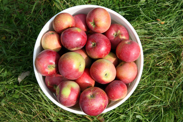 looking down on a bucket of freshly picked red apples