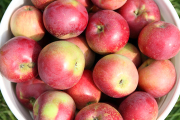 close up of freshly picked apples in a bucket