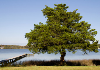 Spruce tree in a yard at the coast.