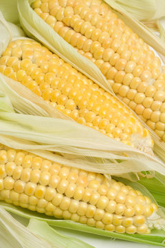 Organic grown corn knobs on white background