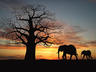 Groupe d& 39 éléphants en Afrique