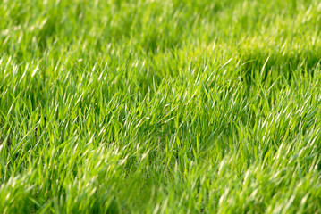 Field wheat covered by  sun in  evening