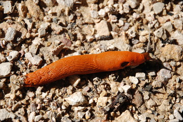 Limace orange rampant dans les graviers