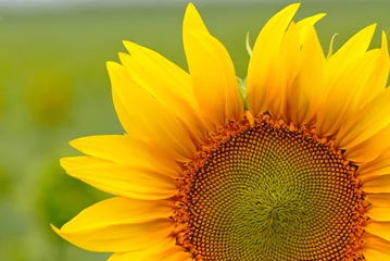 Gartenposter Sonnenblume sunflower on  background of  green field