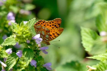 butterfly collects nectar from colors in  wood