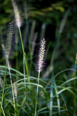 Obraz premium Jinhae im Herbst