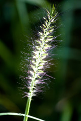 Obraz premium Jinhae im Herbst