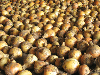 Drying onions in the country farm on autumn
