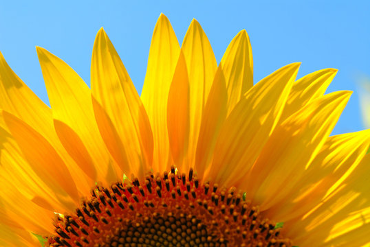 sunflower, close-up