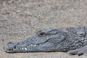 Obraz premium Crocodile