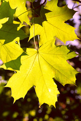 Beautiful autumn yellow leaves of maple close-up