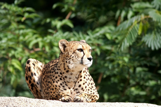 Portrait of a Cheetah - Acinonyx jubatus