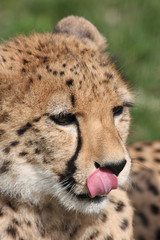 Portrait of a Cheetah - Acinonyx jubatus