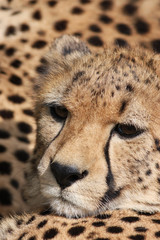 Portrait of a Cheetah - Acinonyx jubatus