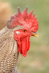 Rooster keeping a watchful eye on the hens