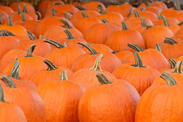 Pumpkins lined up, ready for buyers