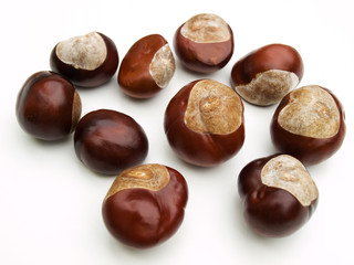 wild chestnut on