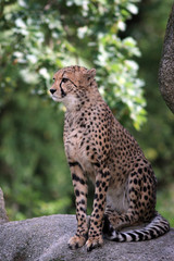 Portrait of a Cheetah - Acinonyx jubatus