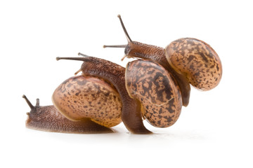 Small garden snail on a white background