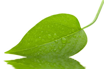 A photo of leaf green and fresh isolation over white background