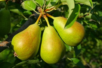 Trio de poires