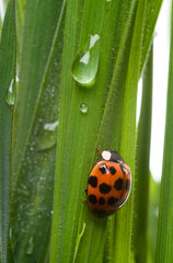 Ladybug on green grass