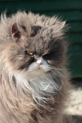 Fototapeta premium gatto