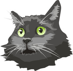 Vector cat head on white background