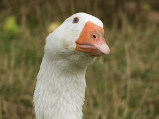 Portrait einer Gans