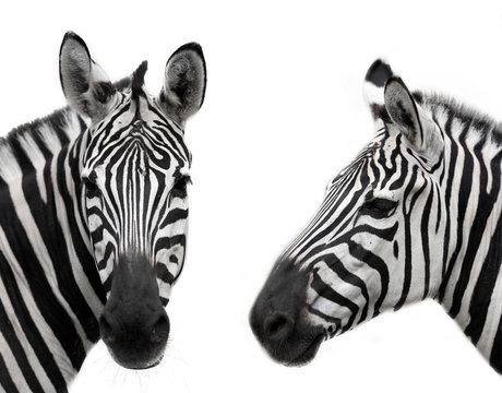 Fototapeta Zebra