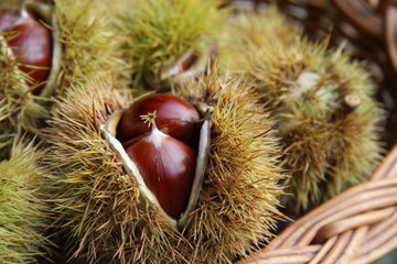 Castagne