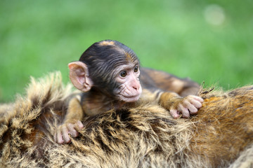 affe