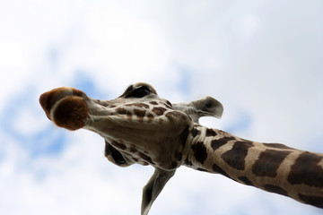 giraffe