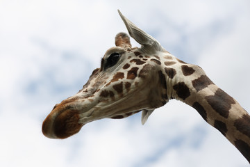 giraffe